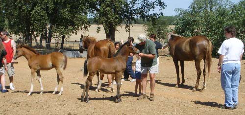 Visitors enjoying the friendly horses of DreamCatcher Arabians.
